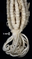 Eumorphometra fraseri John, 1938