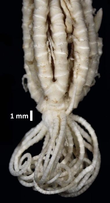 Eumorphometra fraseri John, 1938 Eumorphometra fraseri John, 1938