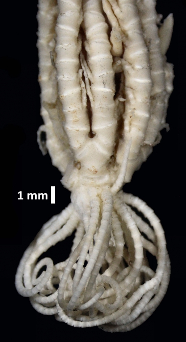 Eumorphometra fraseri John, 1938