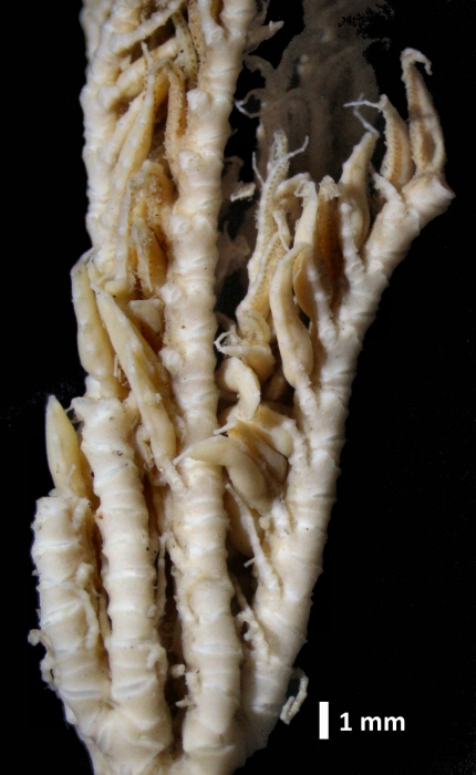 Eumorphometra fraseri John, 1938 Eumorphometra fraseri John, 1938