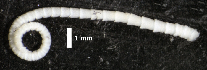 Eumorphometra fraseri John, 1938 Eumorphometra fraseri John, 1938