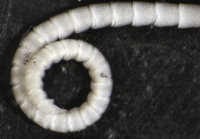 Eumorphometra fraseri Holotype BMNH 1938.12.7.110 cirrus tip