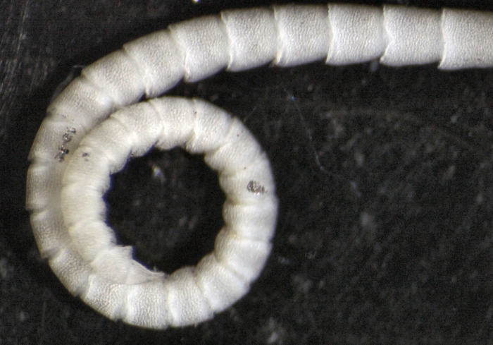 Eumorphometra fraseri Holotype BMNH 1938.12.7.110 cirrus tip Eumorphometra fraseri Holotype BMNH 1938.12.7.110 cirrus tip