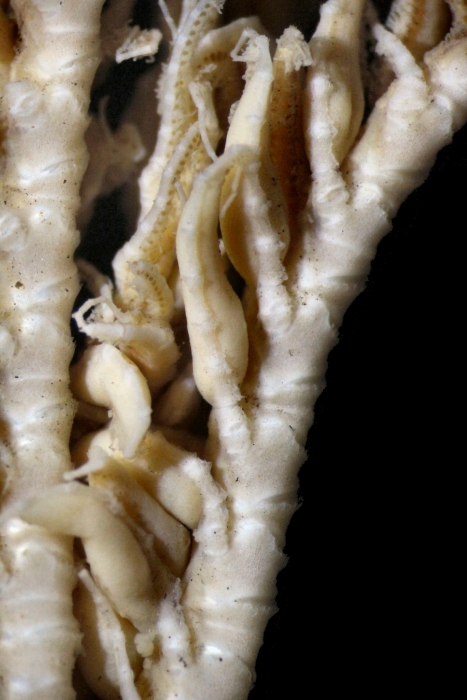 Eumorphometra fraseri John, 1938 Eumorphometra fraseri John, 1938