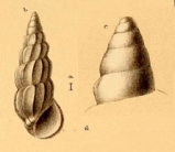 Schwartziella ephamilla (Watson, 1886)
