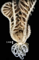 Eumorphometra marri John, 1938