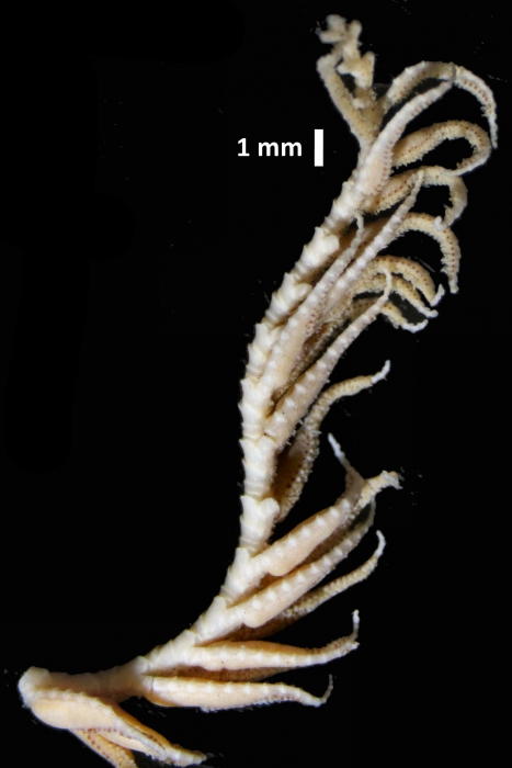 Eumorphometra marri John, 1938