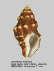 Leucozonia triserialis