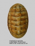 Chaetopleura apiculata