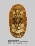 Tonicellidae
