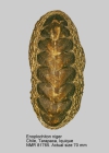 Enoplochiton niger