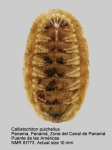Callistochiton pulchellus