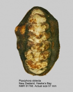 Plaxiphora obtecta