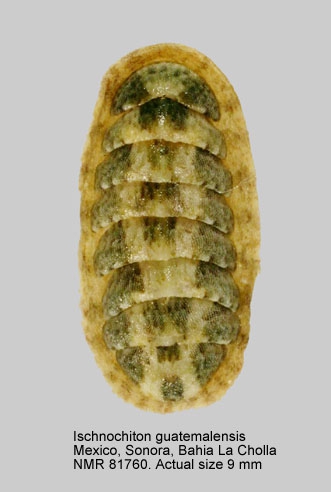 Ischnochiton guatemalensis