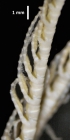 Fariometra liobrachia Paratype BMNH 1972.8.21 121-122 genital pinnules