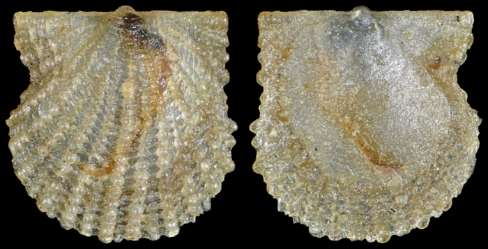 Cyclopecten brundisiensis