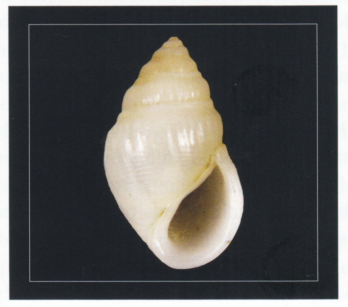 Rissoina liletae Poppe, Tagaro & Stahlschmidt, 2015 Rissoina liletae Poppe, Tagaro & Stahlschmidt, 2015