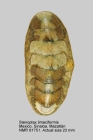 Stenoplax limaciformis