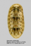 Stenoplax petaloides