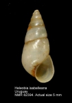 Cochliopidae
