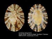 Cymbula sanguinans