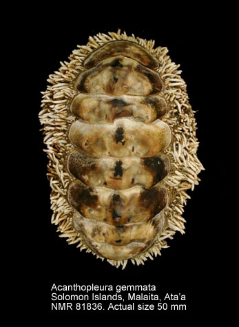 Acanthopleura gemmata