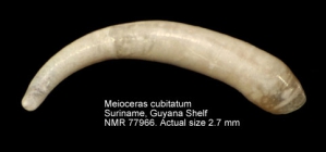 Meioceras cubitatum