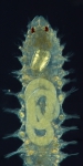 Neocamacolaimus parasiticus