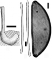 Porifera (sponges)