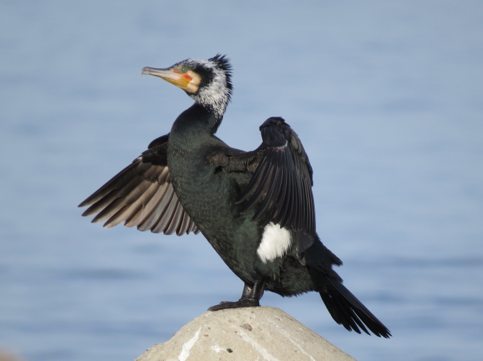 Great Cormorant (Phalacrocorax carbo) Great Cormorant (Phalacrocorax carbo)