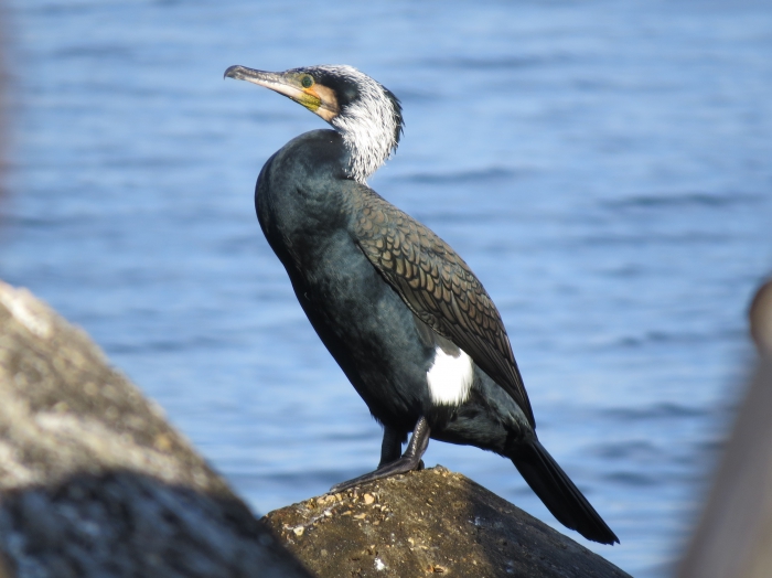 Great Cormorant (Phalacrocorax carbo) Great Cormorant (Phalacrocorax carbo)