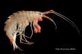 Crustacea (crustaceans)