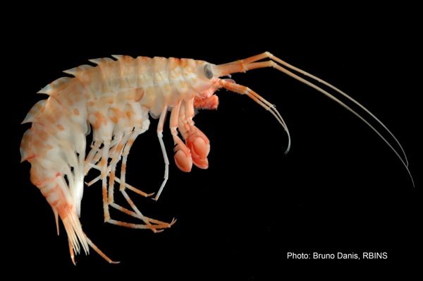 Eusirus perdentatus Eusirus perdentatus