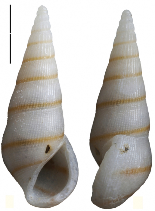 Zebinella herosae Faber, 2015 Zebinella herosae Faber, 2015