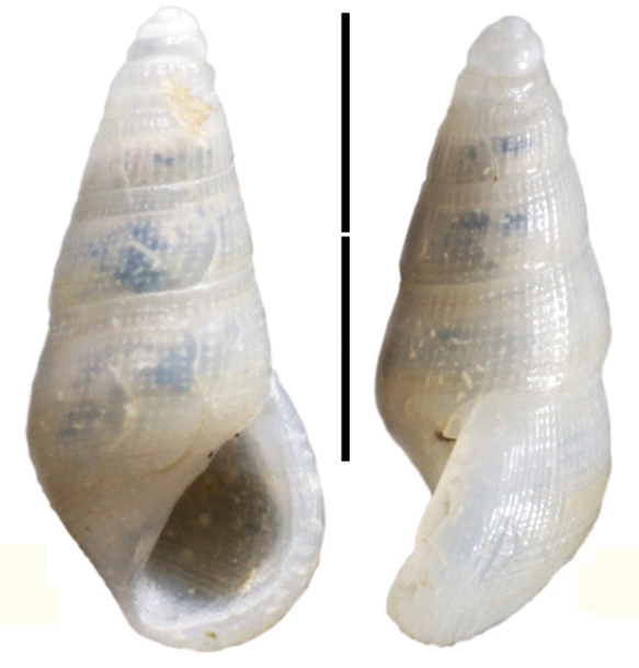 Zebinella punctifera Faber, 2015 Zebinella punctifera Faber, 2015