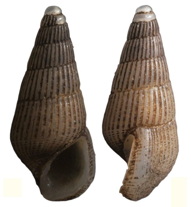Zebinella vitiensis Faber, 2015 Zebinella vitiensis Faber, 2015