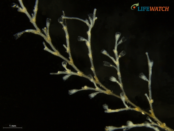 Obelia bidentata Obelia bidentata
