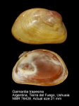 Gaimardiidae