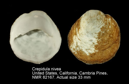Crepidula nivea