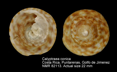 Calyptraea conica