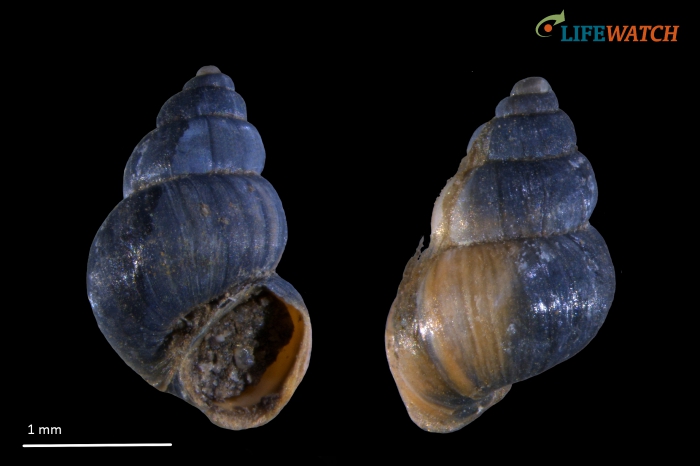 Ecrobia ventrosa