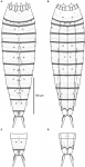  Line art illustrations of Echinoderes augustae sp. nov.