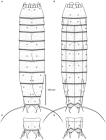 Line art illustrations of Echinoderes skipperae sp. nov