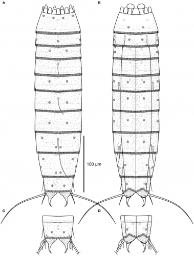 Line art illustrations of Echinoderes skipperae sp. nov