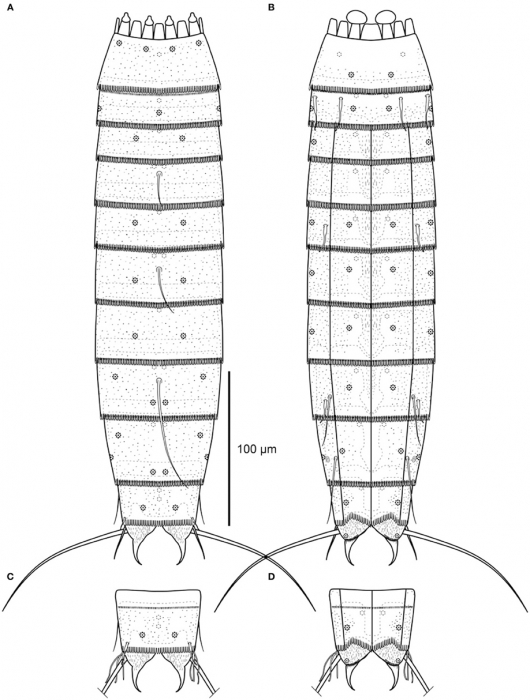 Line art illustrations of Echinoderes skipperae sp. nov