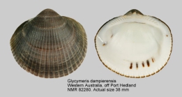 Glycymeris dampierensis