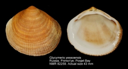 Glycymeris yessoensis