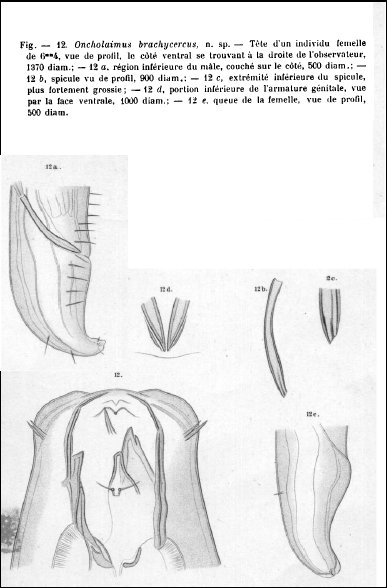 Oncholaimus brachycercus - original description
