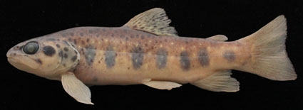 Salmo kottelati Salmo kottelati