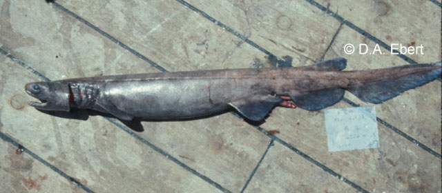Chlamydoselachus africana Chlamydoselachus africana